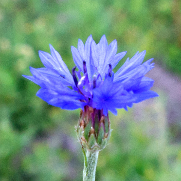 cornflower