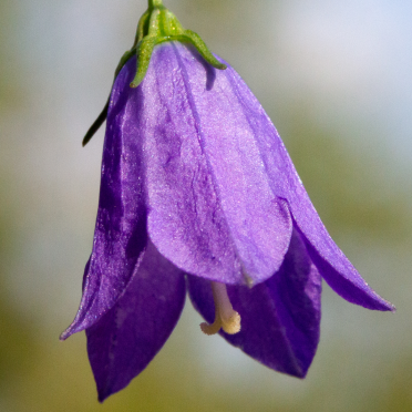 harebell