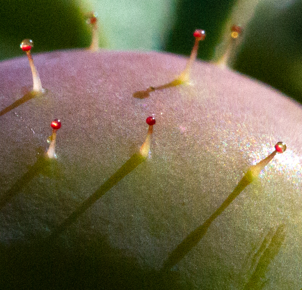 rosehip