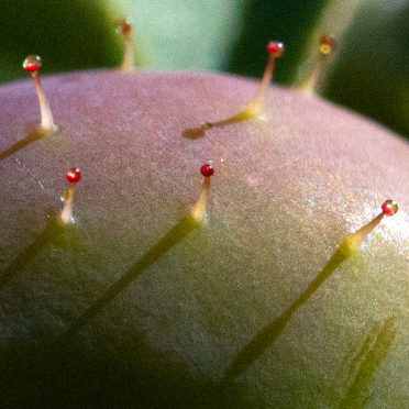 rosehip