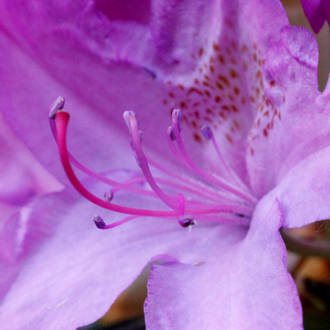 Rhododendron