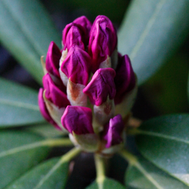 Rhododendron