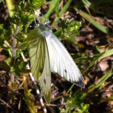 butterfly
