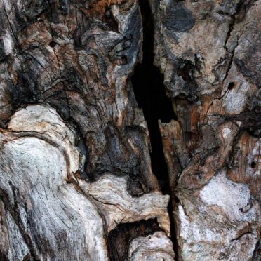 wood