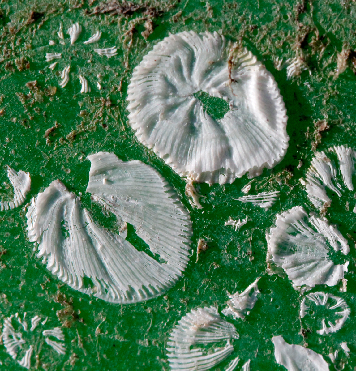 the footprints of barnacles