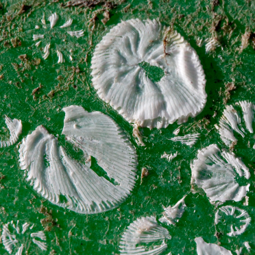 the footprints of barnacles