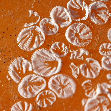 the footprints of barnacles