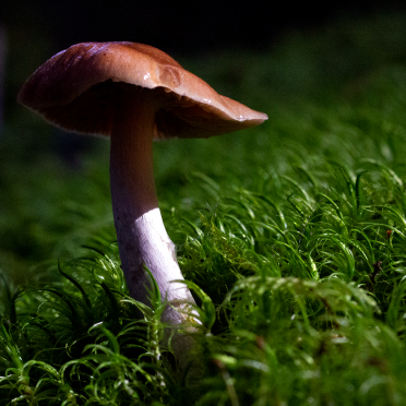 shroom