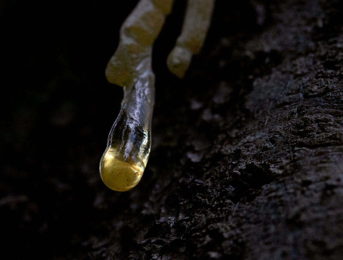 sap