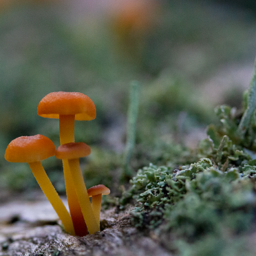 tiny shroom