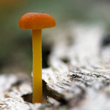 tiny shroom