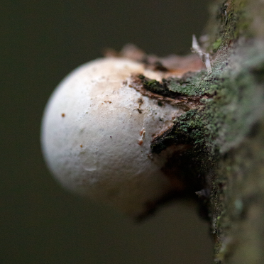 shroom