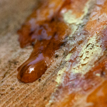 dew