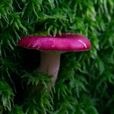 red shroom