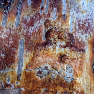bark