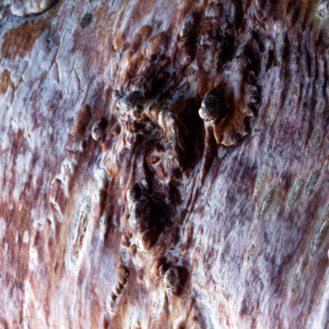 bark