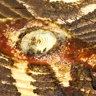 wood