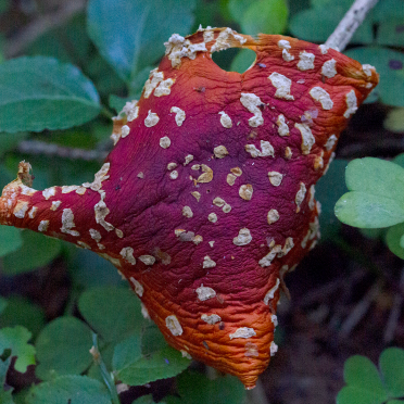 amanitra
