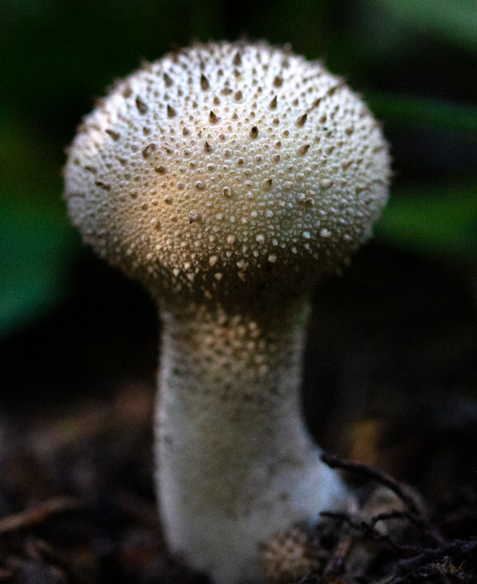 shroom