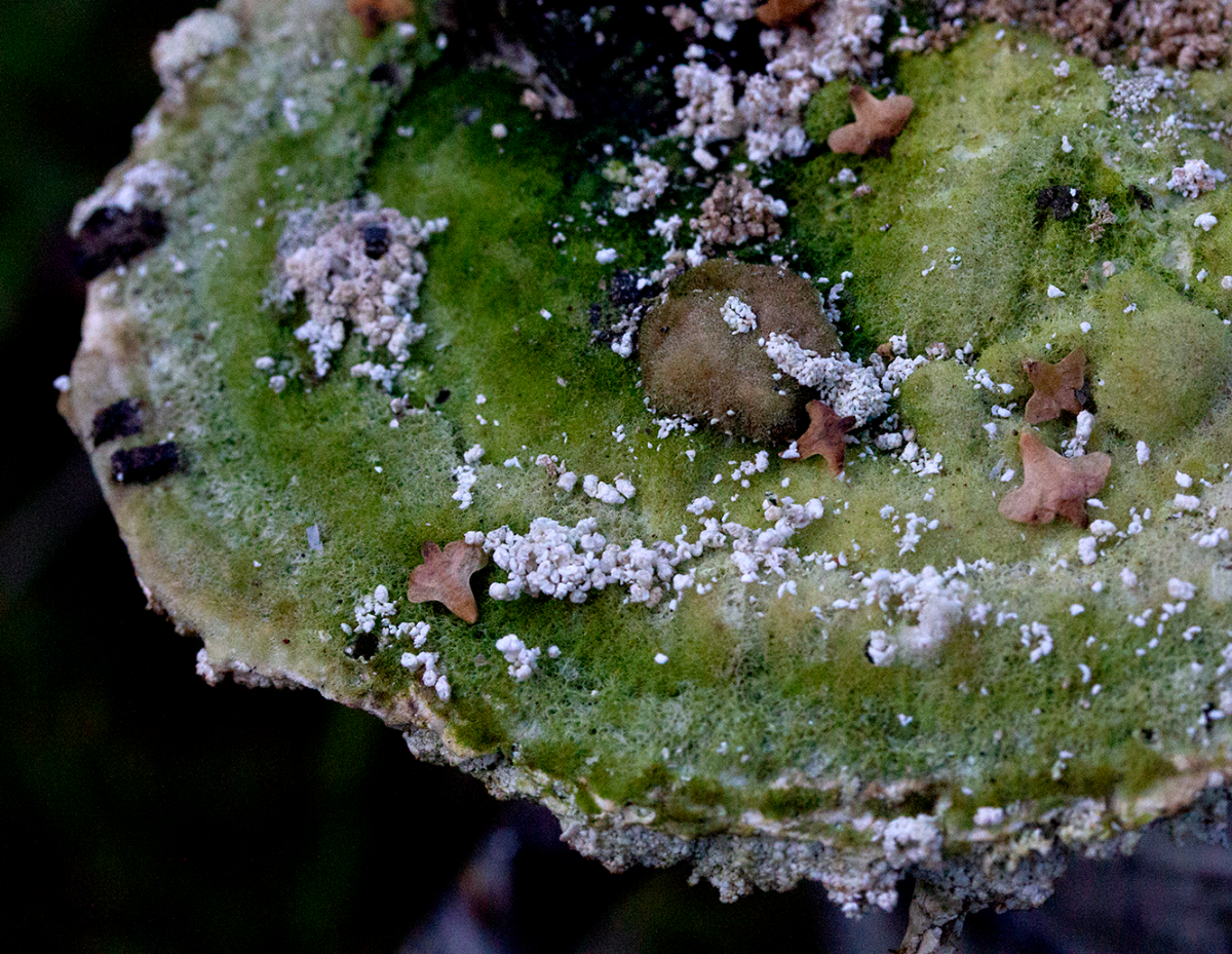 fungi