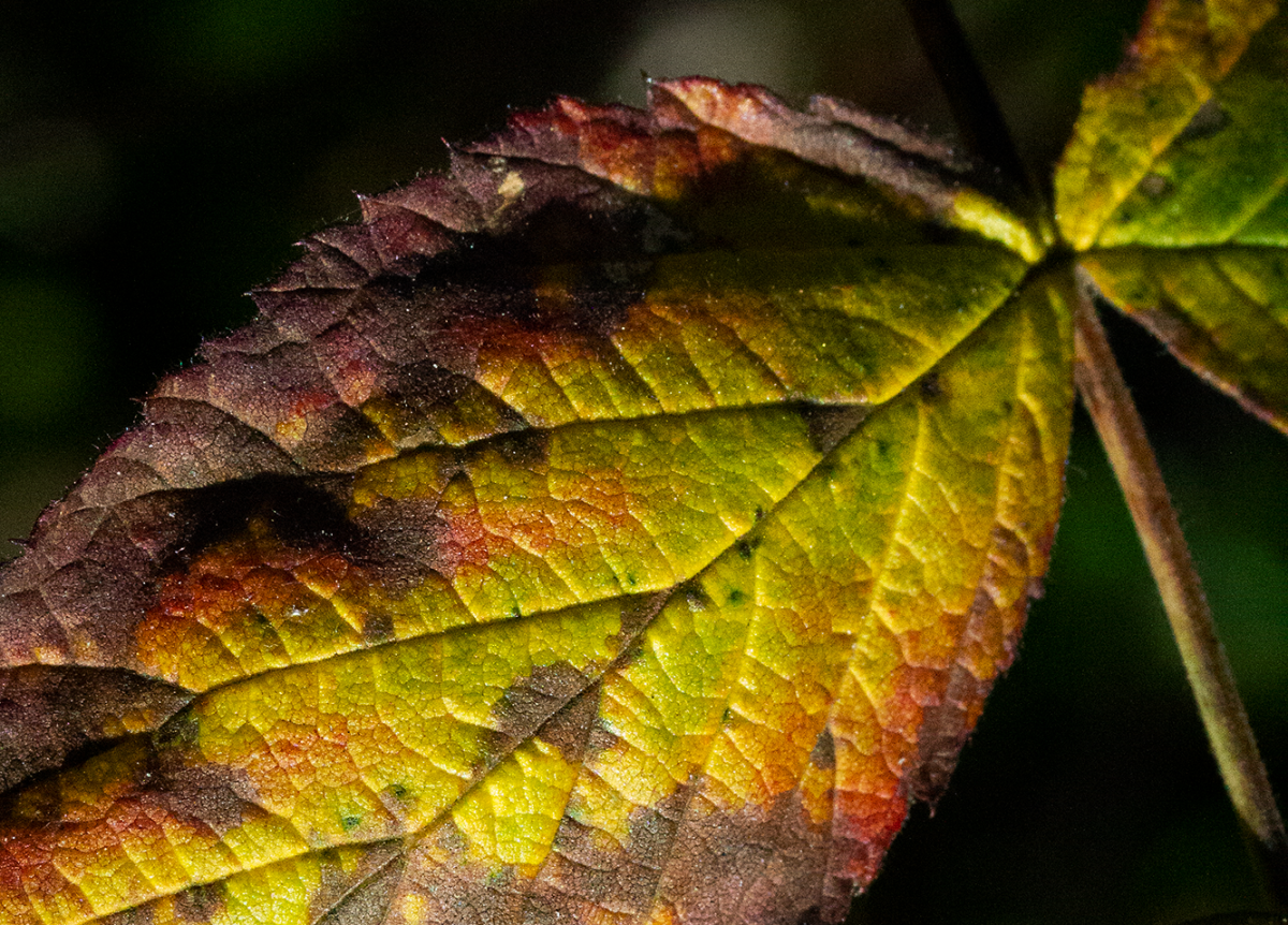 a leaf on the wind