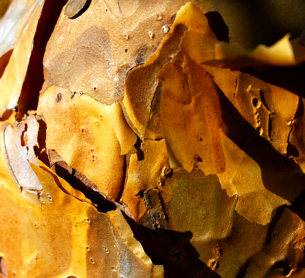 pine bark