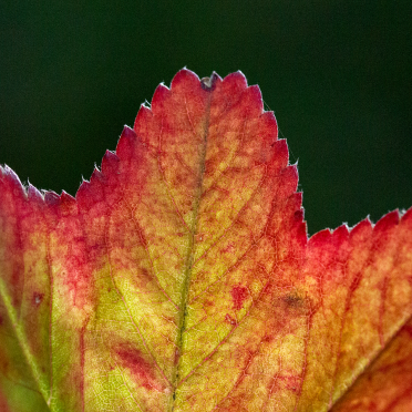 leaf on the wind