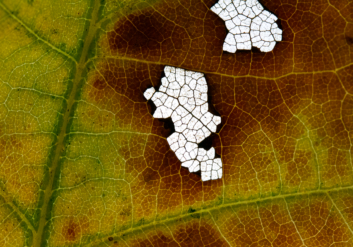 fungi on oak