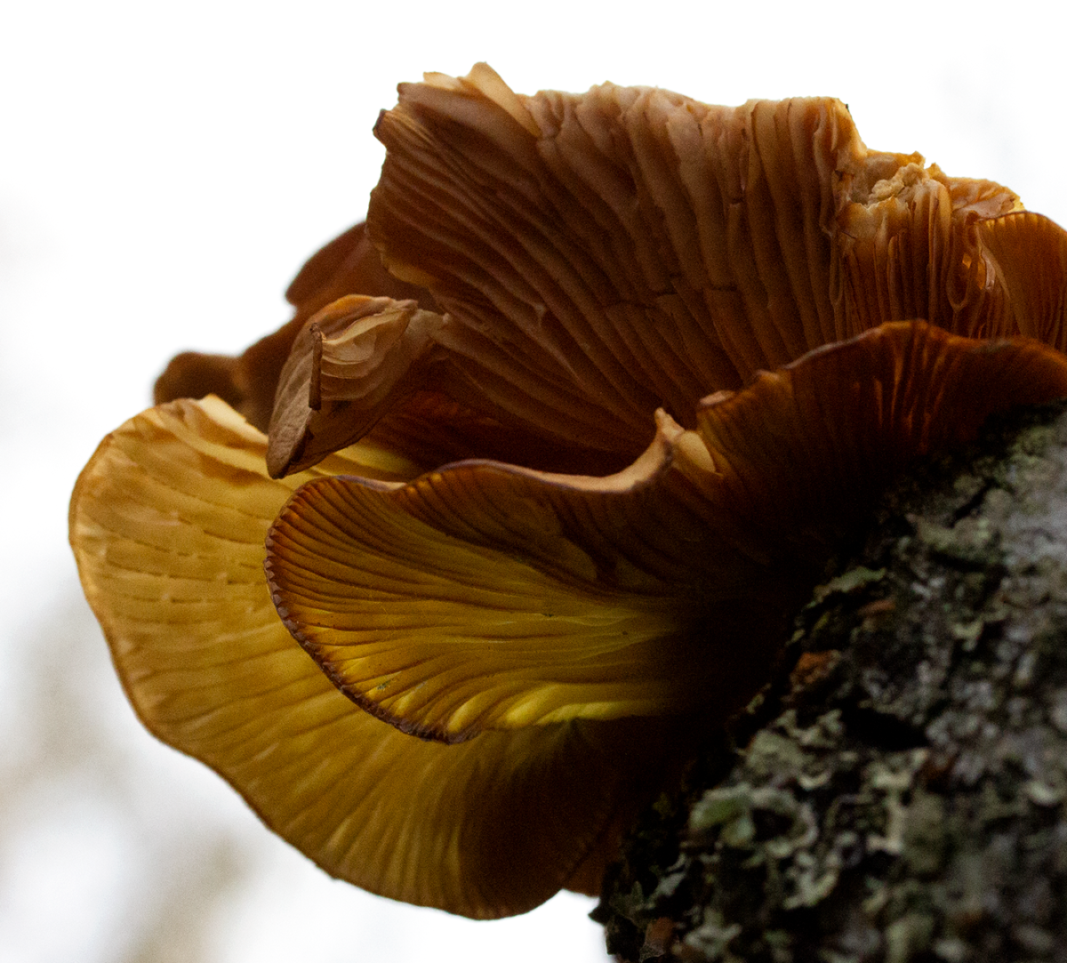 shroom on birch