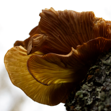 shroom on birch