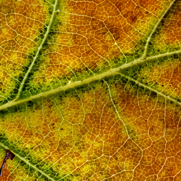 oak