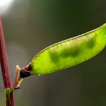 pod