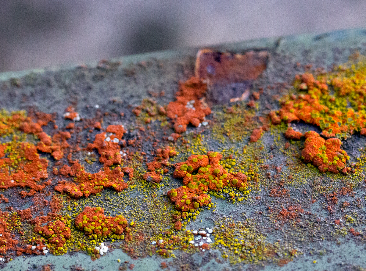 fungi on fungi on fungi