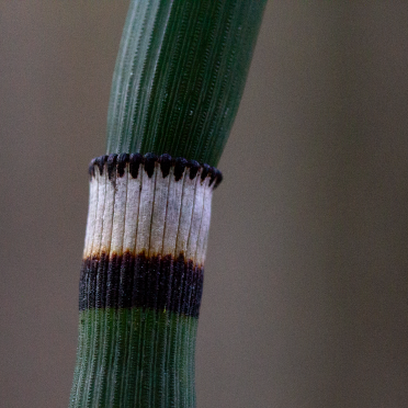 horse tail