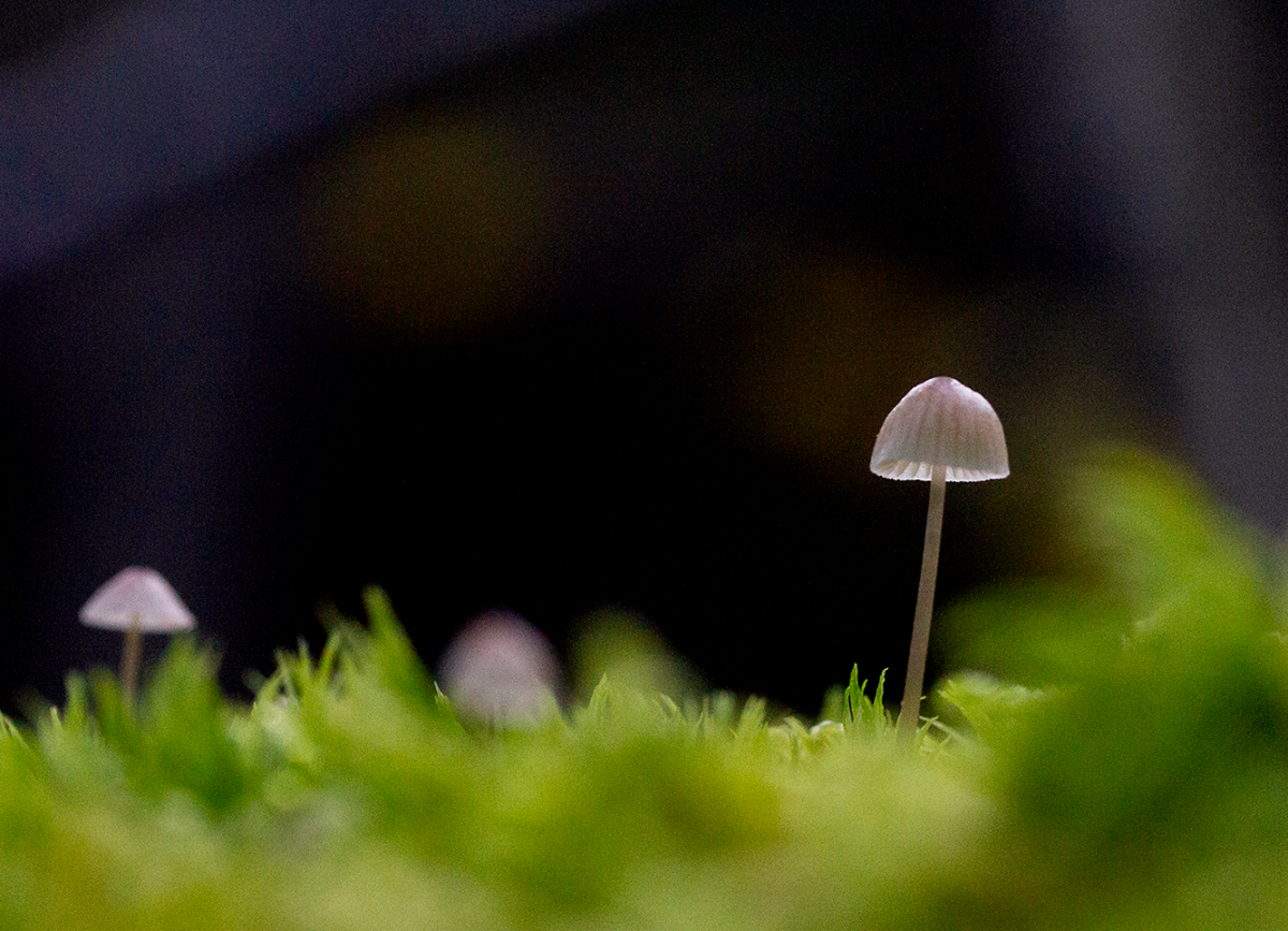 tiniest thing