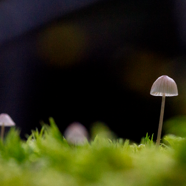 tiniest thing