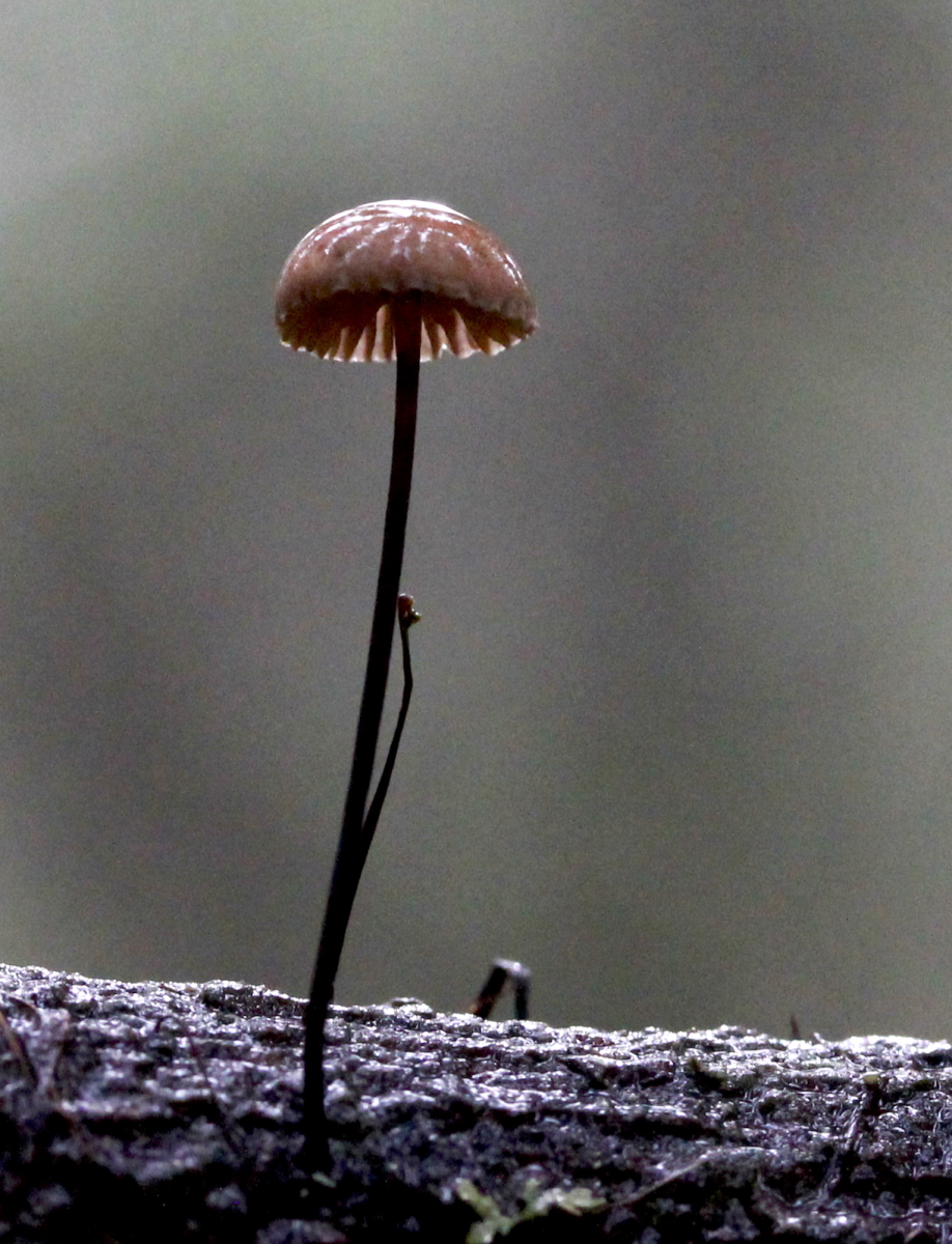 tiny