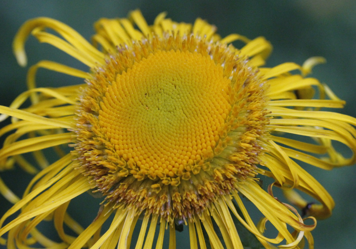 inula