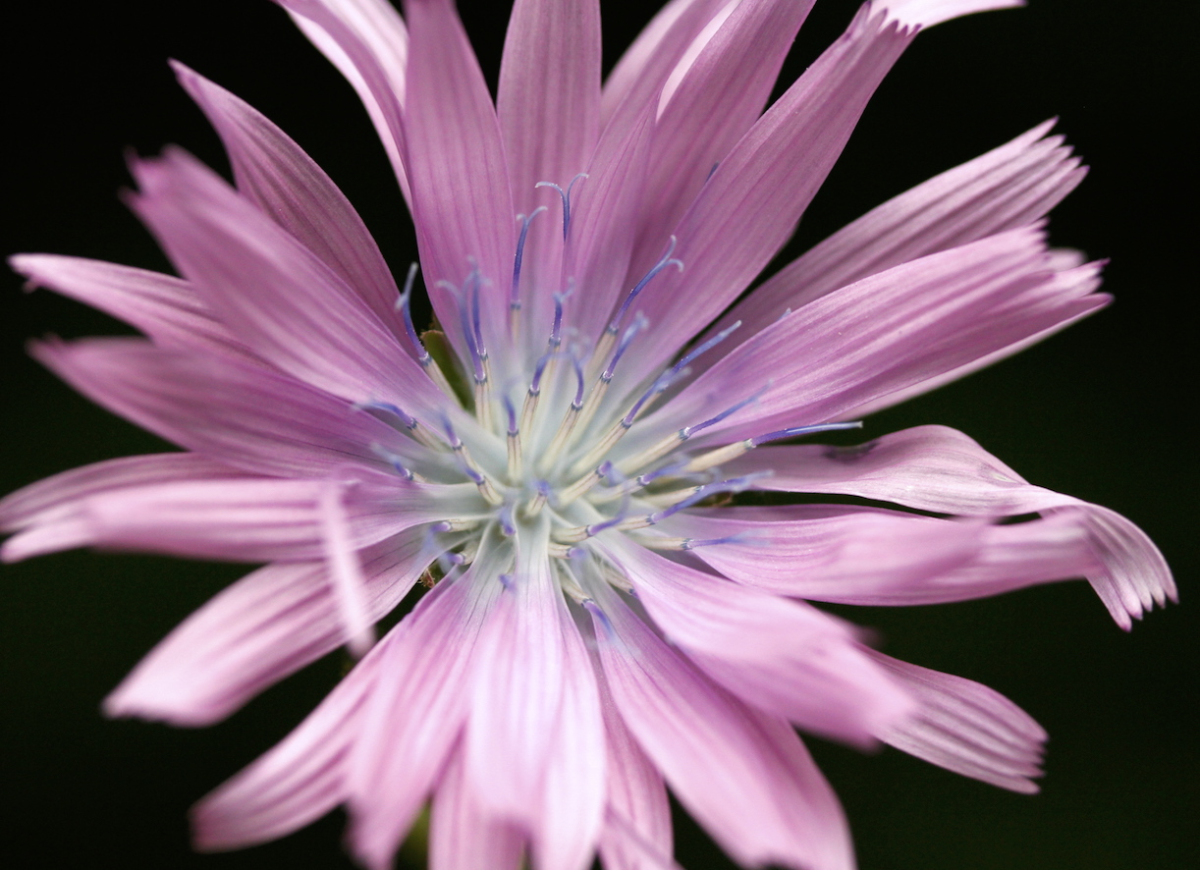 Alpine Blue-sow-thistle
