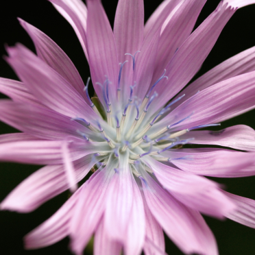 Alpine Blue-sow-thistle
