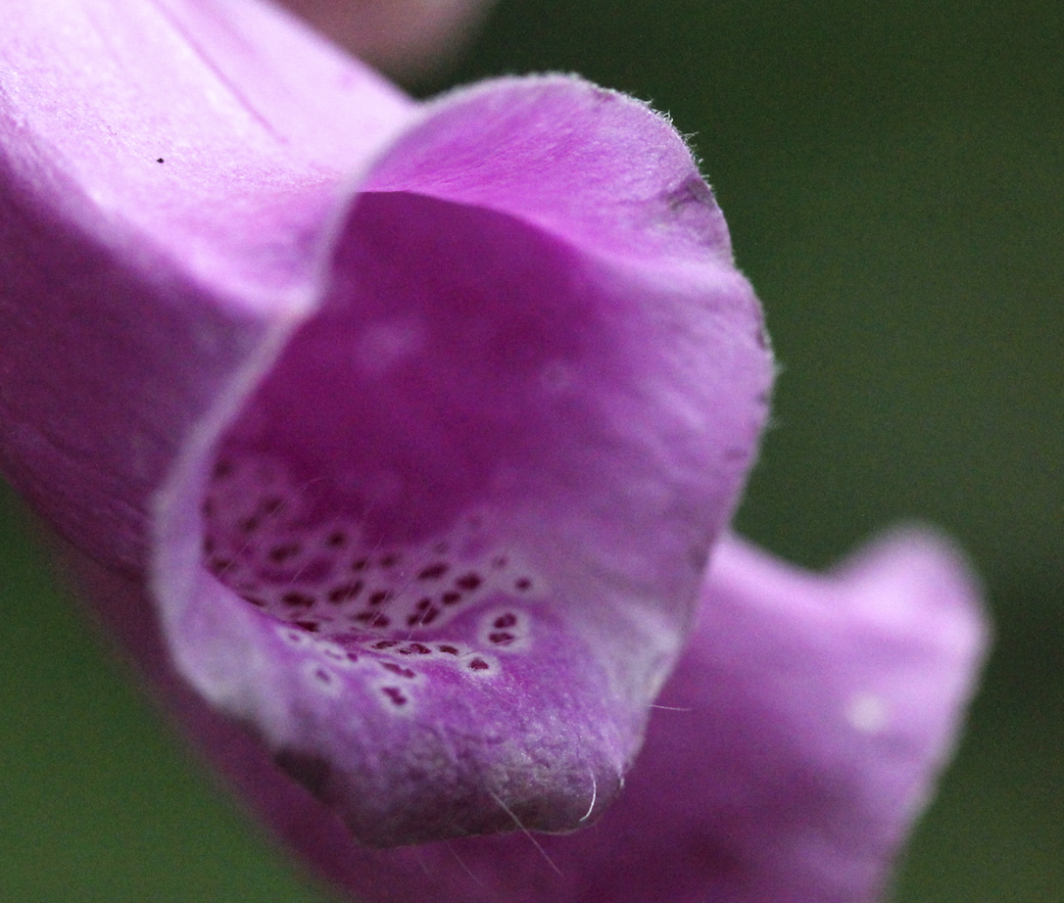 dangerous beauty