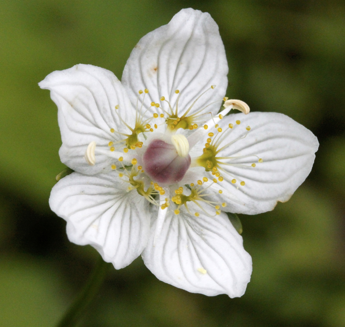 marsh grass of Parnassus / bog-star