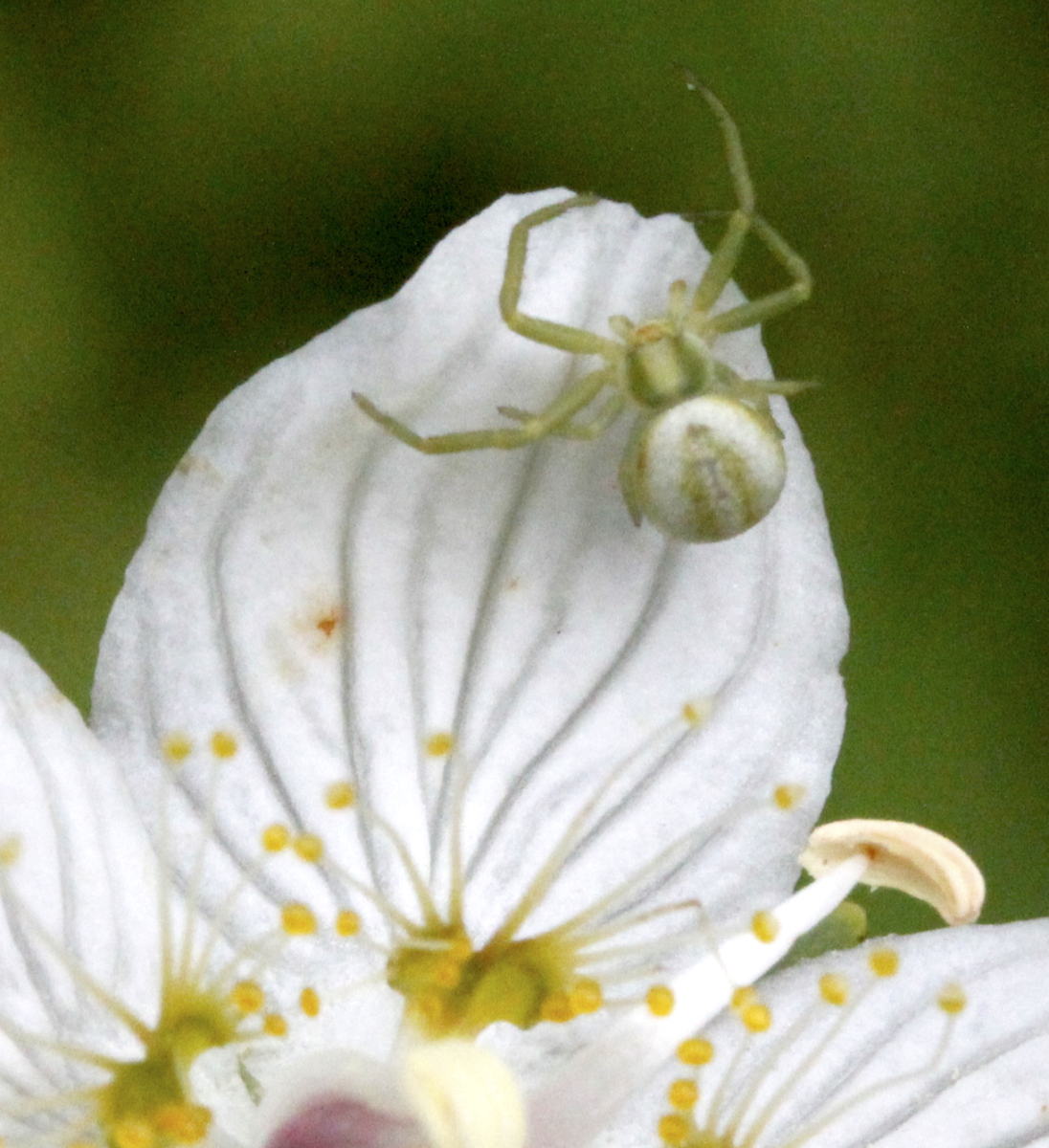 Goldenrod Crab Spider