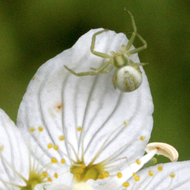 Goldenrod Crab Spider