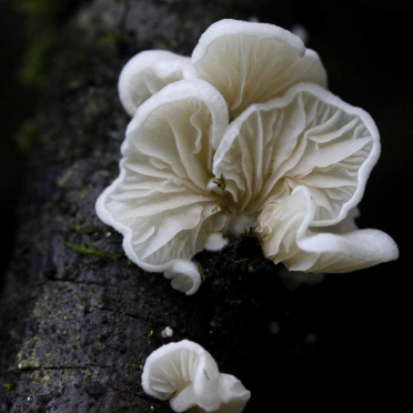 shrooms
