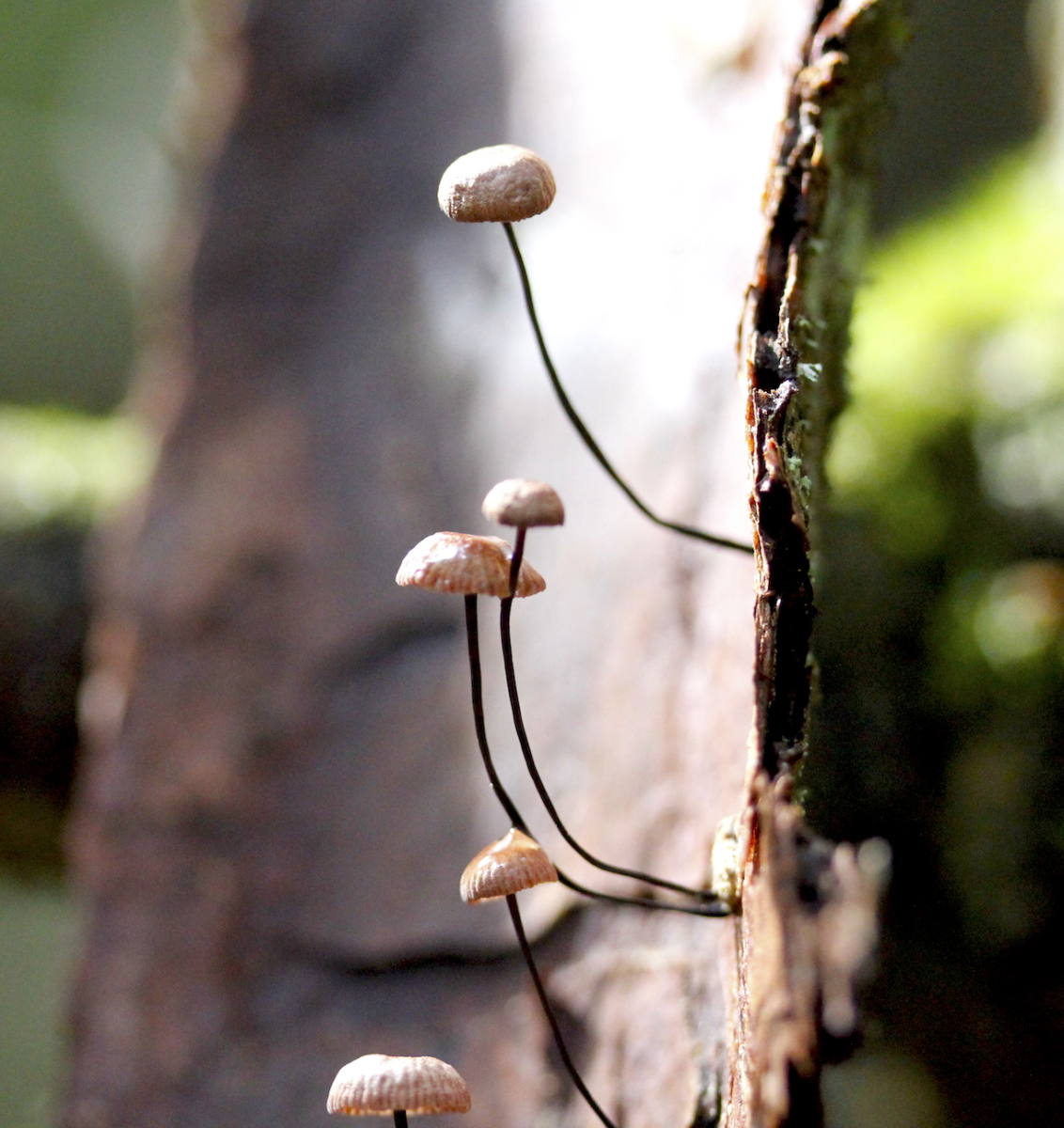 tiny shrooms