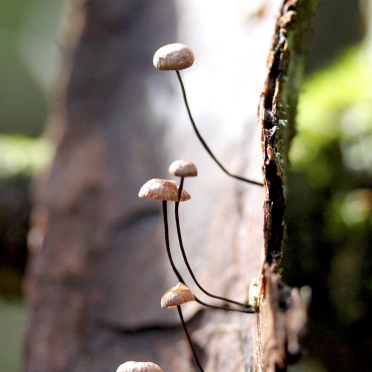 tiny shrooms