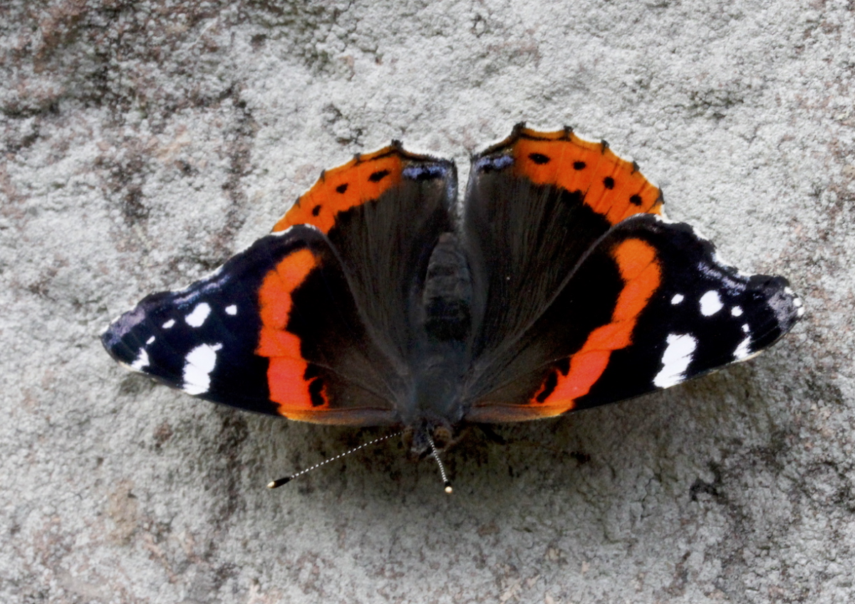 red admiral