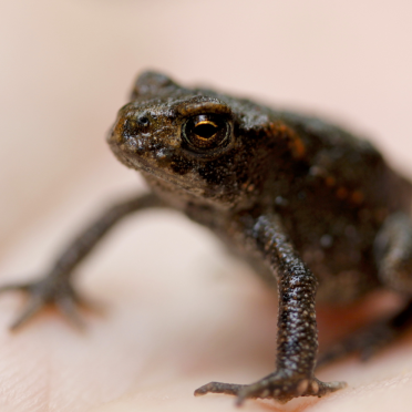 frog