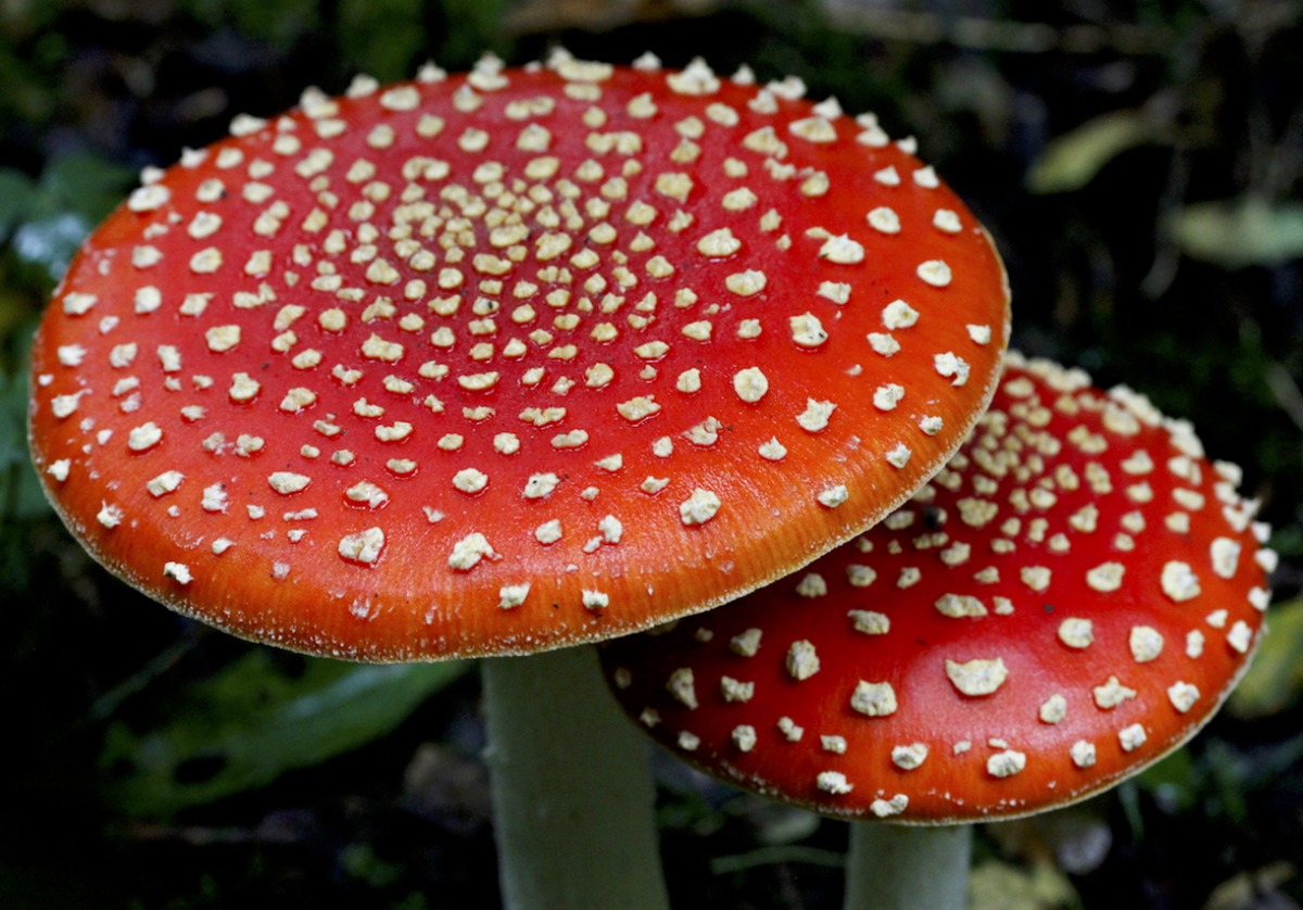 fly agaric 